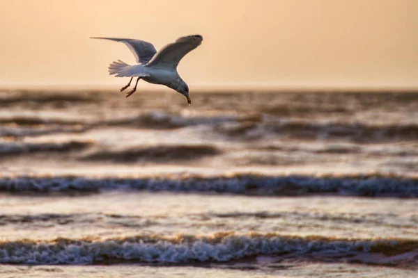 Primo Piano Gabbiano Bianco Con Ali Spiegate Che Volano Sopra — Foto Stock