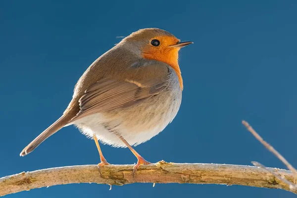 Närbild Bild Bild Europeisk Robin Fågel Står Ett Träd Gren — Stockfoto