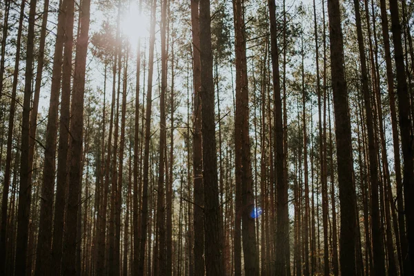 Tiro Ángulo Bajo Abetos Altos Bosque Bajo Sol Brillante Fondo — Foto de Stock