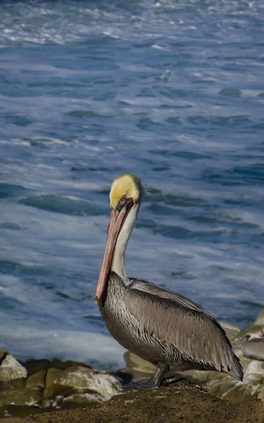 Tiro Vertical Pelicano Junto Oceano — Fotografia de Stock