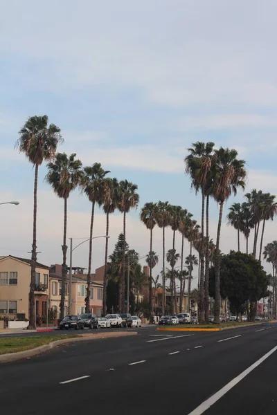 Vertical shot of streets and palm trees in Long Beach, California — ストック写真