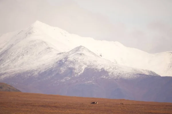 Krásný Záběr Zasněžených Hor Gates Arctic National Park — Stock fotografie