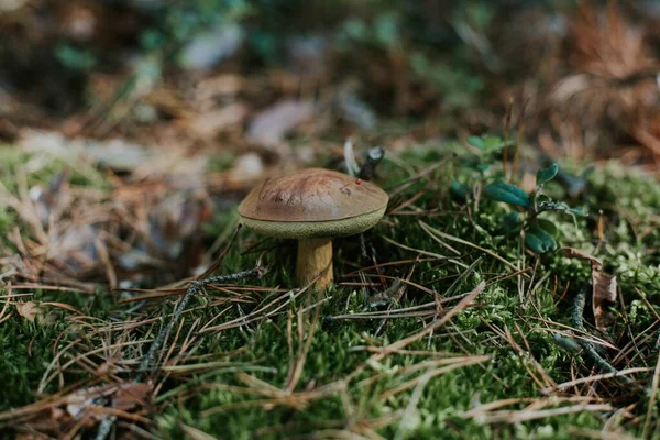 Selektivní Ostření Záběru Izolované Hnědé Bolete Houby Rostoucí Mezi Zelenými — Stock fotografie