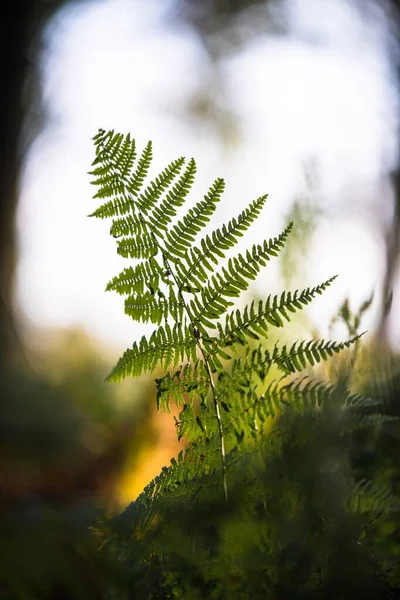 Tiro foco seletivo vertical de uma planta de samambaia no meio da selva — Fotografia de Stock