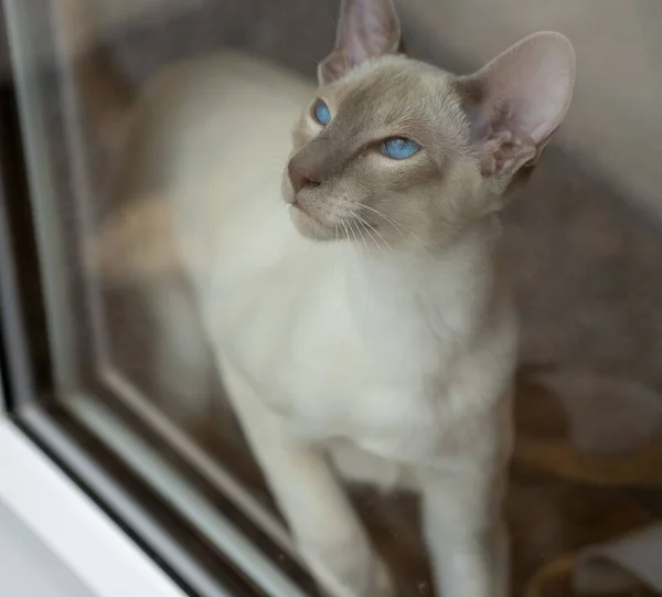Tiro Seletivo Foco Gato Oriental Shorthair Com Olhos Expressivos — Fotografia de Stock