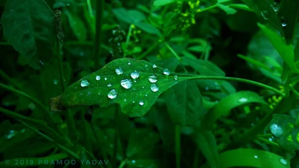 Красивый крупный план ярко-зеленого листа с большими свежими капли росы на нем — стоковое фото
