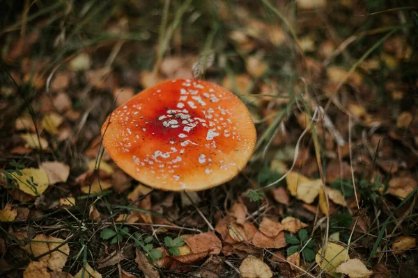 Een Selectieve Focusopname Van Een Geïsoleerde Oranje Agaric Fungus Die — Stockfoto