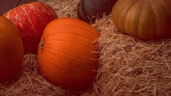 Hermosa Toma Calabazas Frescas Heno Perfecto Para Artículo Sobre Acción — Foto de Stock