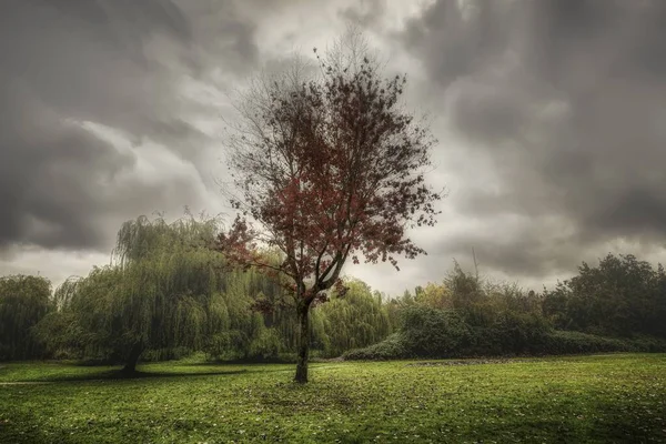 Uma árvore isolada com folhas vermelhas em um campo verde com nuvens escuras de tempestade no fundo — Fotografia de Stock