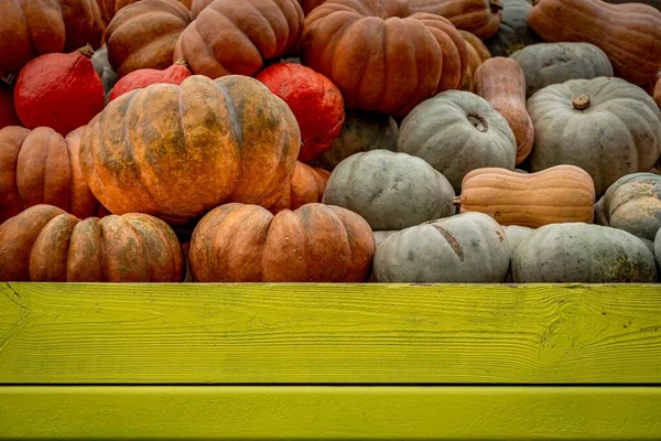 Beau Plan Angle Bas Nombreuses Citrouilles Colorées Mis Dans Une — Photo