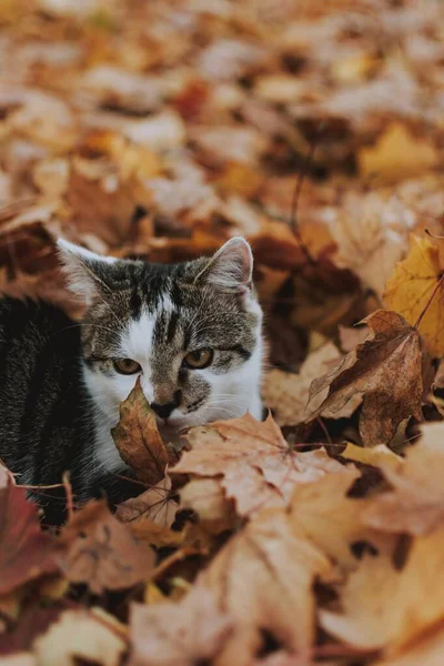 Een Verticaal Close Shot Van Een Schattige Witte Grijze Kat — Stockfoto