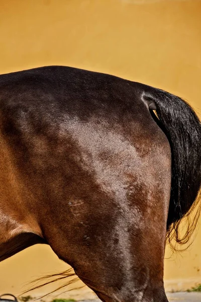 Closeup Shot Brown Shiny Stallion Horsetail Yellow Background — Stock Photo, Image