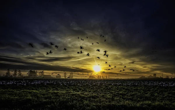 Flying birds flock in a grass field with the beautiful sunset in the background - freedom concept