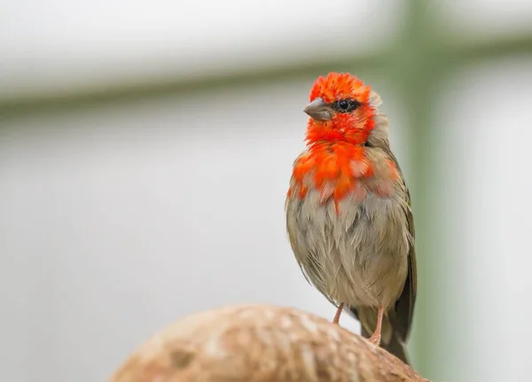 Tiro Close Pássaro Finch Casa Com Penas Vermelhas Rosto Fundo — Fotografia de Stock