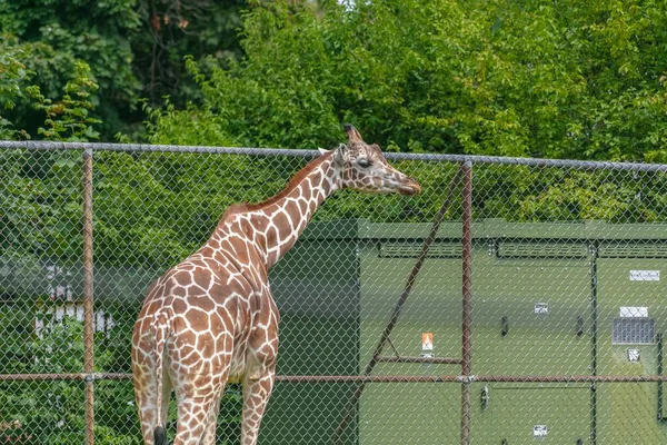 A cute giraffe in the zoo near the metal fence surrounded by beautiful green trees