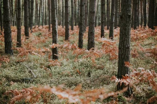 Низкоугольный Выстрел Сухих Ветвей Страусиных Папоротников Растущих Лесу Высокими Деревьями — стоковое фото