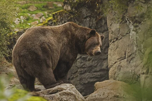 A closeup shot of a grizzly bear standing on a cliff with a blurred background