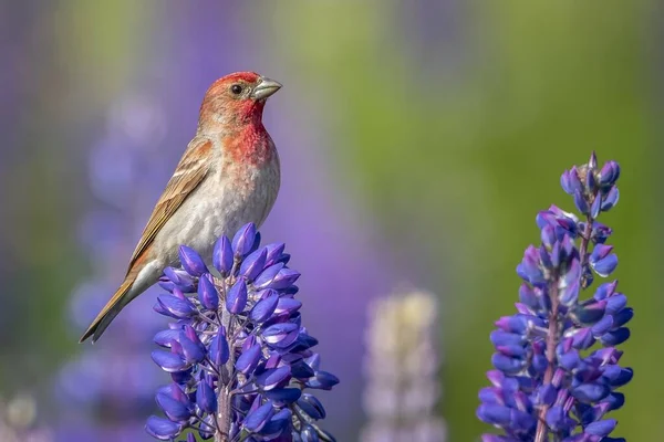 Beautiful House Finch Bird Perched Purple Petaled Flower Blurred Background — Stock Photo, Image