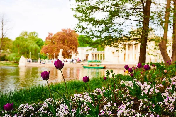 Bela paisagem do campo de tulipas roxas perto do lago em frente a um edifício histórico concreto — Fotografia de Stock