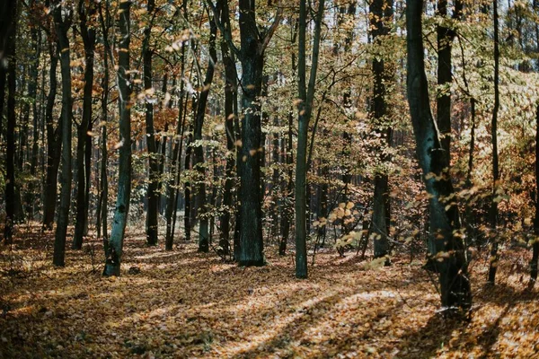 Nízký Úhel Záběru Krásné Lesní Scény Podzim Vysokými Stromy Listy — Stock fotografie