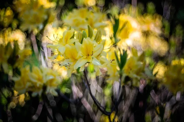 Closeup tiro de flores amarelas com um fundo natural desfocado — Fotografia de Stock