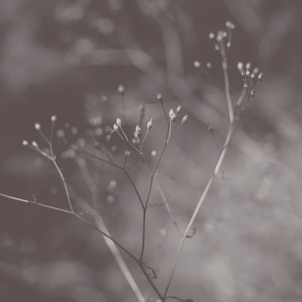 花不开花的美丽狭窄植物分枝的灰度选择性聚焦点拍摄 — 图库照片