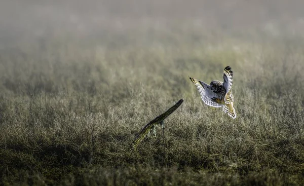 Tarlanın Ortasındaki Bir Tahta Parçasına Konmaya Çalışan Güzel Bir Baykuş — Stok fotoğraf