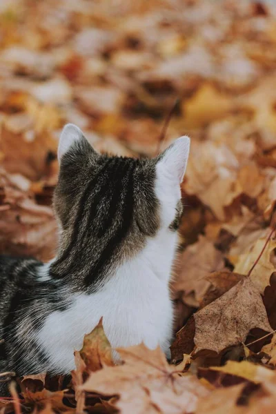 단풍나무 귀엽고 고양이의 클로즈업 — 스톡 사진