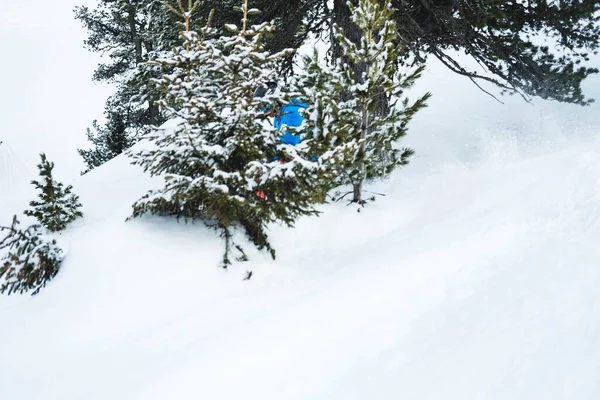 Pessoa com um casaco azul escondido atrás de abetos cobertos de neve nos Alpes — Fotografia de Stock