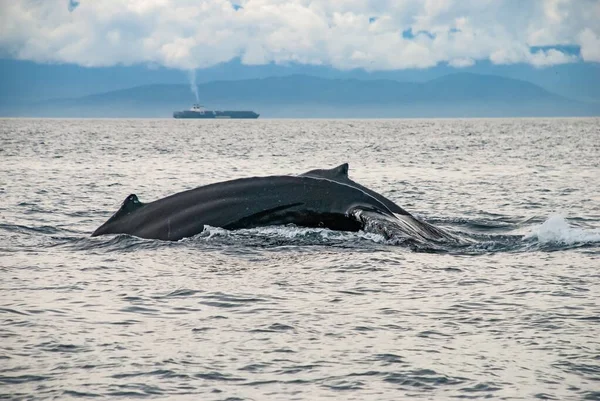 Крупный План Двух Горбатых Китов Плавающих Побережье Ванкувера Канада — стоковое фото