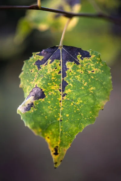 Vertical selective focus shot of a green and black leaf — Stock Photo, Image