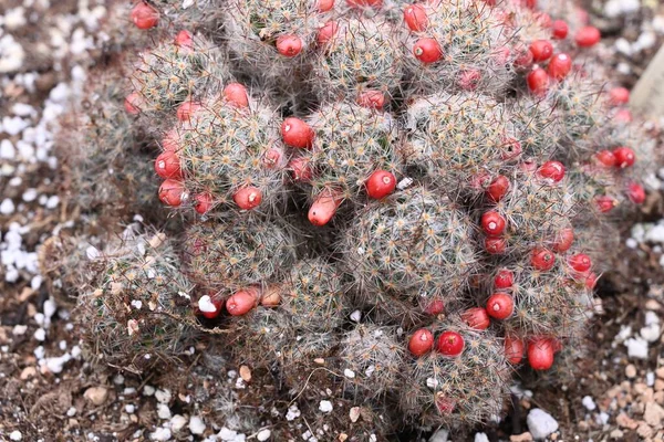 Vacker Närbild Bild Kaktus Med Röda Knoppar Bra För Naturlig — Stockfoto