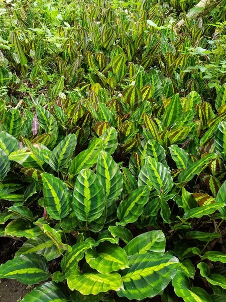 Una Toma Vertical Alto Ángulo Plantación Verde Ideal Para Fondo —  Fotos de Stock