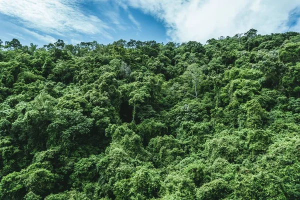 Uma Bela Paisagem Uma Floresta Velha Sob Céu Limpo — Fotografia de Stock