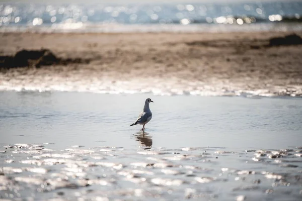 一只海鸥站在沙滩上的水里 背景是大海 — 图库照片
