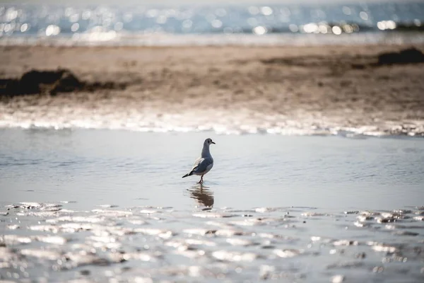 Uma Gaivota Água Praia Areia Com Mar Fundo — Fotografia de Stock