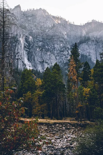 Vertikální Záběr Krásné Scenérie Stromů Lese Zasněženými Horami Pozadí — Stock fotografie