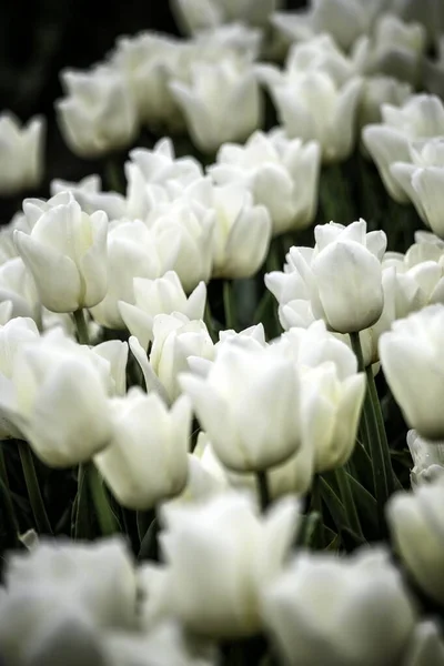 Primer plano vertical de hermoso campo de tulipanes blancos - ideal para un fondo natural — Foto de Stock