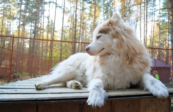 Baixo ângulo tiro de um lindo rio Mackenzie husky deitado em uma superfície de madeira — Fotografia de Stock