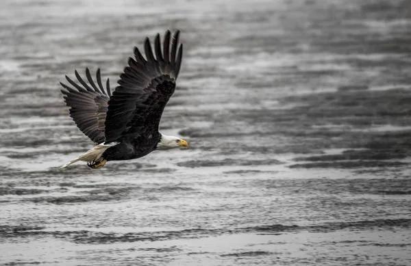 Vacker Bild Svart Flintskallig Örn Som Flyger Över Det Vågiga — Stockfoto