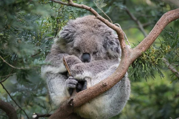 Bir Ağacın Dalında Uyuyan Güzel Bir Koala Resmi Egzotik Hayvanlar — Stok fotoğraf