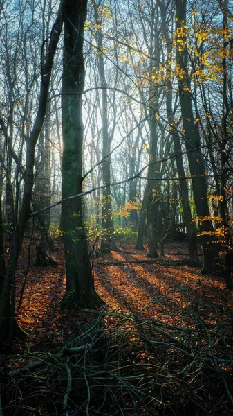 Vertical Shot Sun Shining Autumn Forest — Stock Photo, Image