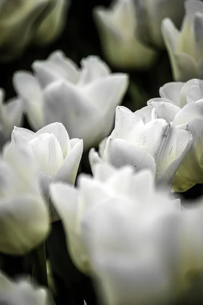Pionowe zbliżenie ujęcia pięknych białych tulipanów - idealne na naturalne tło — Zdjęcie stockowe