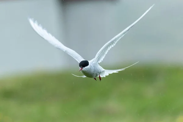 A selective focus shot of an Arctic Tern flying to new adventures