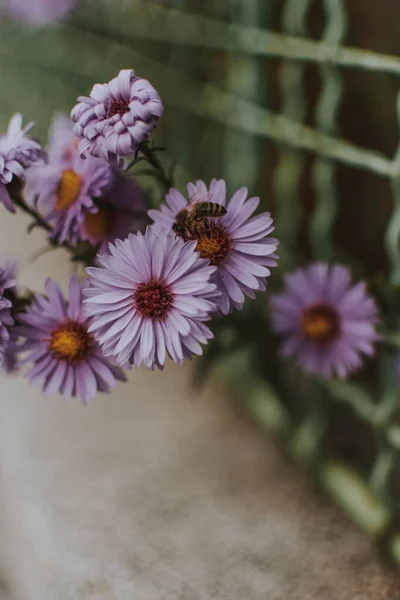 Függőleges szelektív fókusz felvétel egy méh ül néhány lila virágok — Stock Fotó