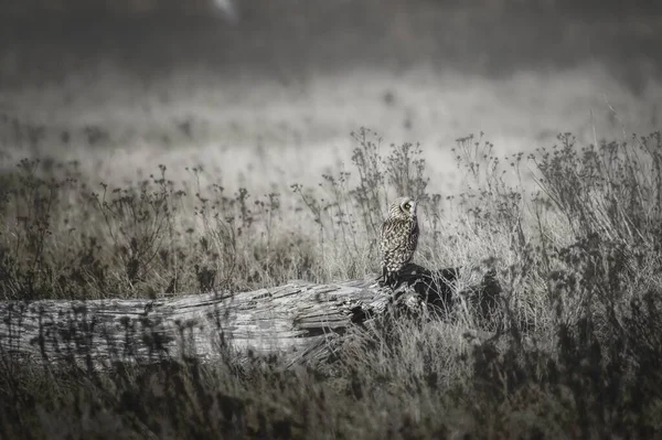 Una Hermosa Toma Búho Tronco Árbol Campo Hierba Seca Durante — Foto de Stock