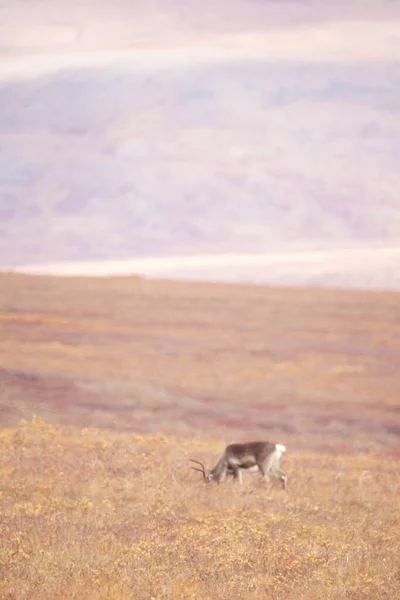 Een Verticaal Schot Van Een Hert Zwerven Poorten Van Arctic — Stockfoto