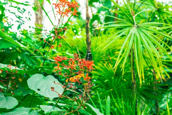 Крупним Планом Чорний Метелик Стоїть Червоній Квітці Зеленими Рослинами Фоні — стокове фото