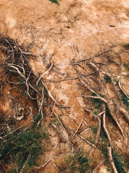 Pionowe Ujęcie Kawałków Drewna Błotnistej Ziemi — Zdjęcie stockowe