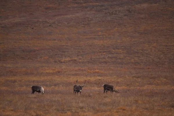 Grupo Veados Bonitos Vagando Pelas Portas Parque Nacional Ártico — Fotografia de Stock